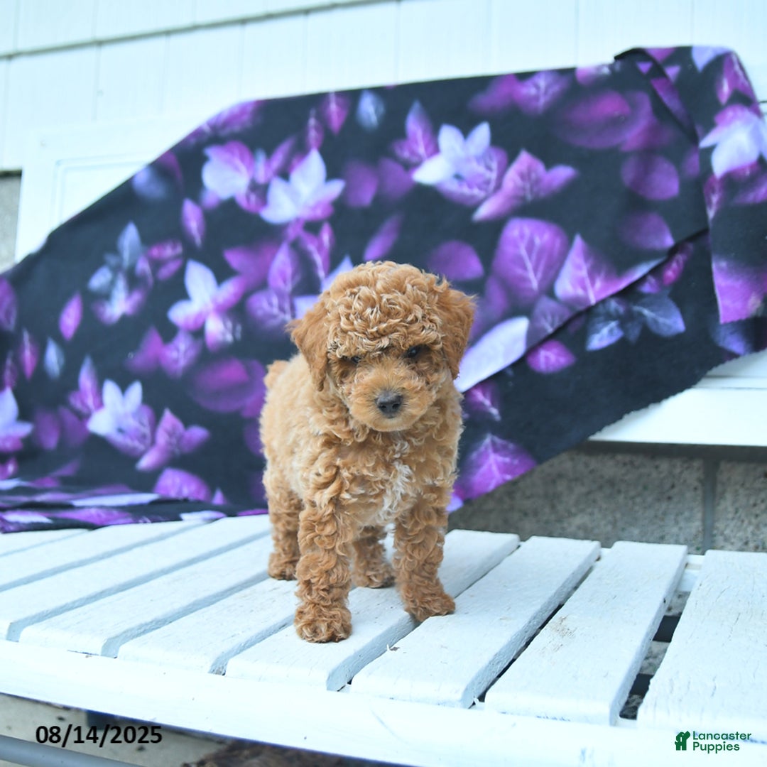 Toy Poodle dogs for sale: Timmy - Image 3