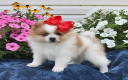 Pomeranian dogs for sale: Tailor - Image 3