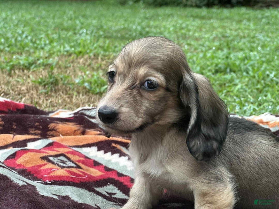 Miniature Dachshund dogs for sale: Goldie - Image 4