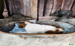 English Springer Spaniel dogs for sale: Blueberry - Image 4