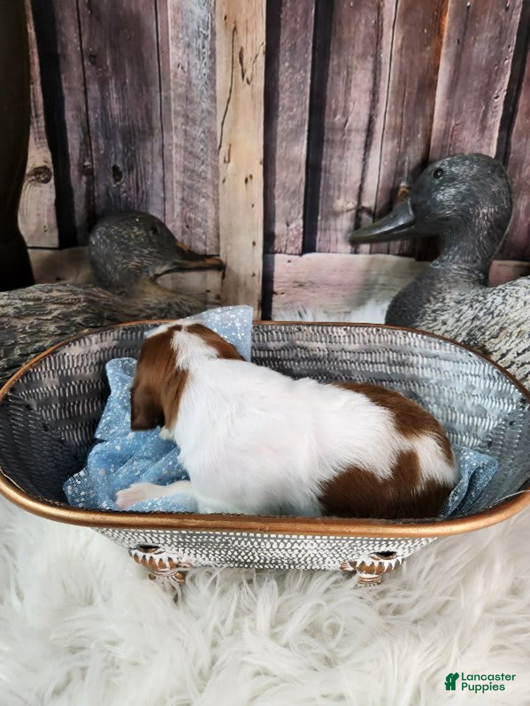 English Springer Spaniel dogs for sale: Blueberry - Image 4