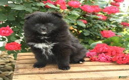 Pomeranian dogs for sale: Jelly Bean - Image 2