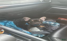 French Bulldog dogs for sale: Papa - Image 1