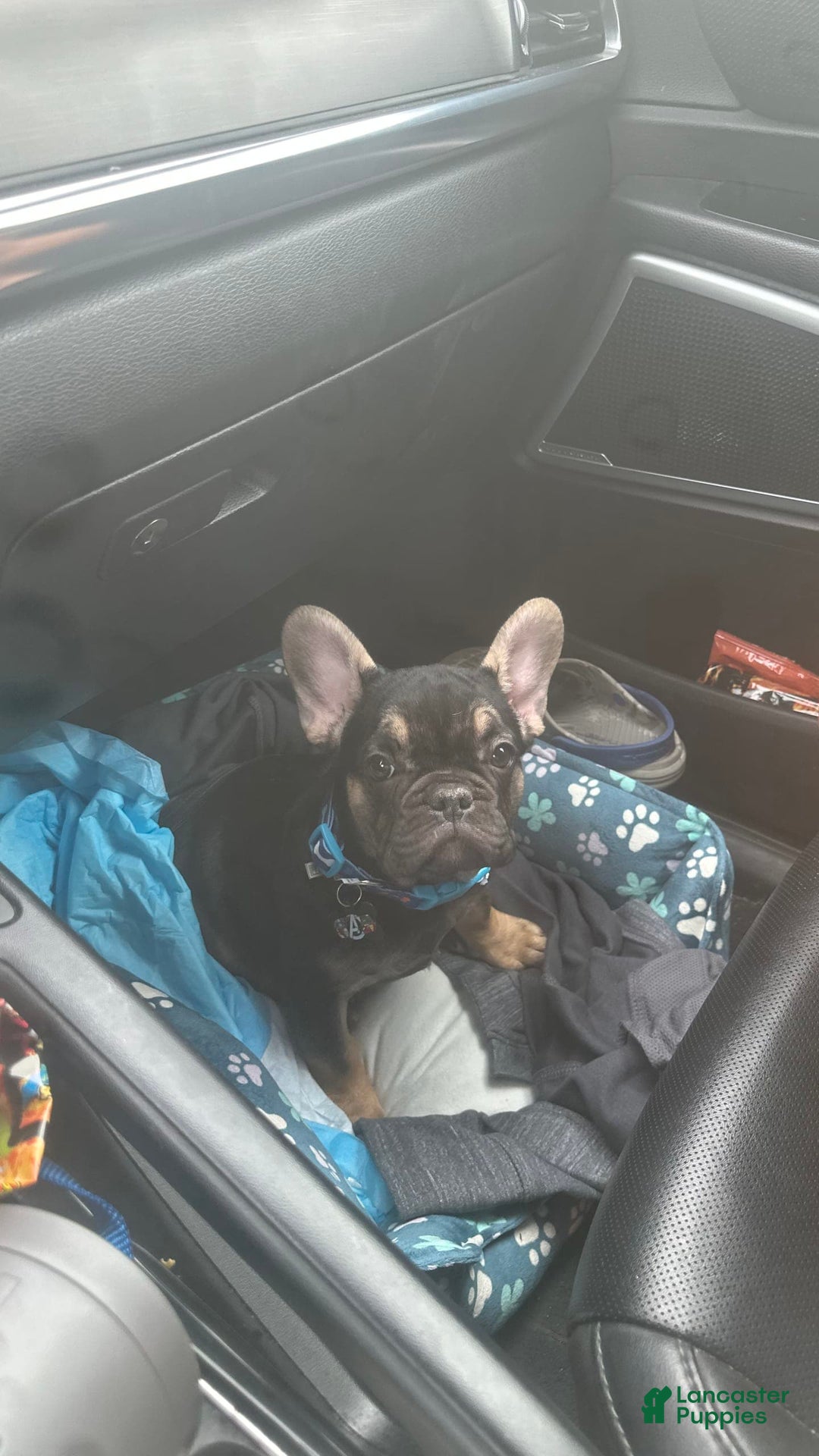 French Bulldog dogs for sale: Papa - Image 1