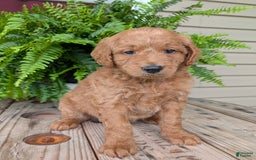 Goldendoodle dogs for sale: Reed - Image 12