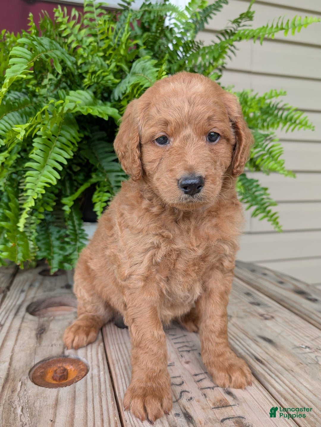 Goldendoodle dogs for sale: Reed - Image 12