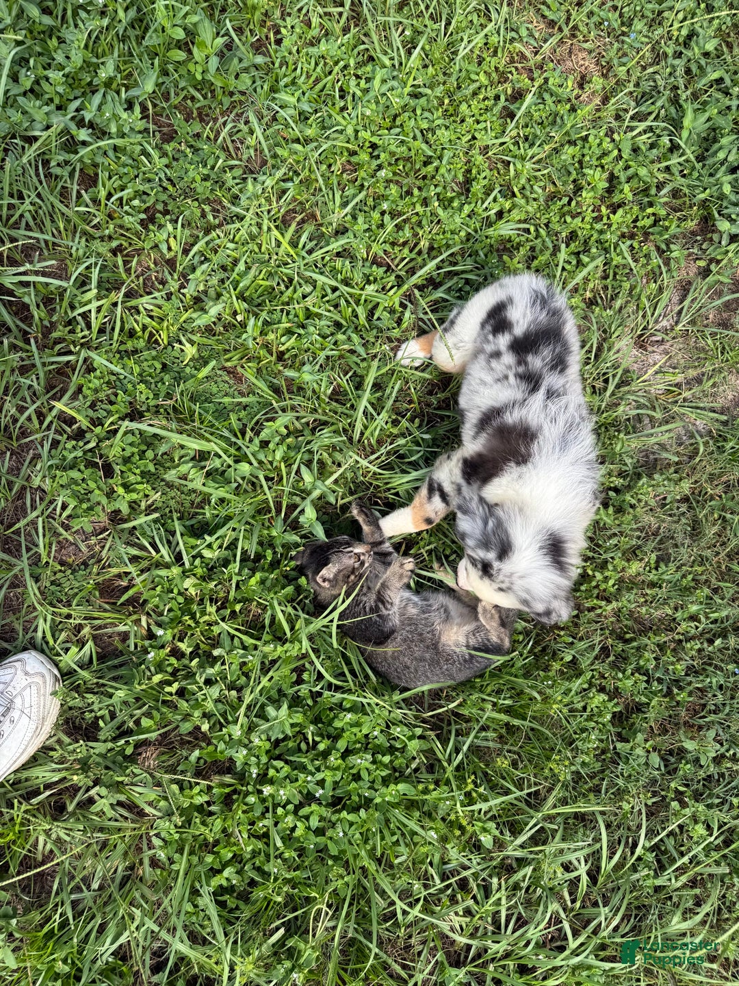 Miniature Australian Shepherd dogs for sale: F-blue - Image 6