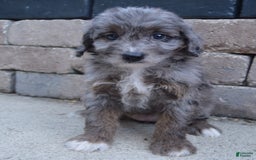 Mini Aussiedoodle dogs for sale: Mini Ava - Image 23