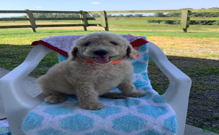 Goldendoodle dogs for sale - Ad 2