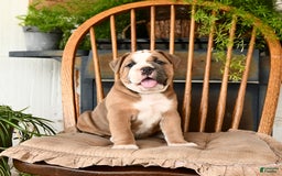 Olde English Bulldogge dogs for sale: Emerald - Image 4