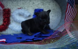 French Bulldog dogs for sale: Maple - Image 1