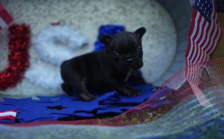 French Bulldog dogs for sale - Ad 1