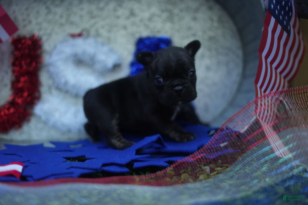 French Bulldog dogs for sale: Maple - Image 1