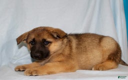 German Shepherd dogs for sale: Tracy - Image 5