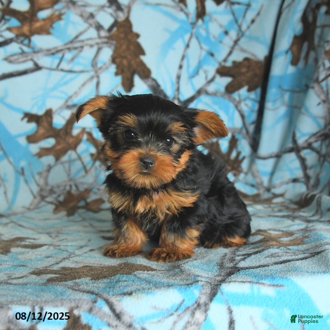 Yorkshire Terrier dogs for sale: Quentin - Image 3