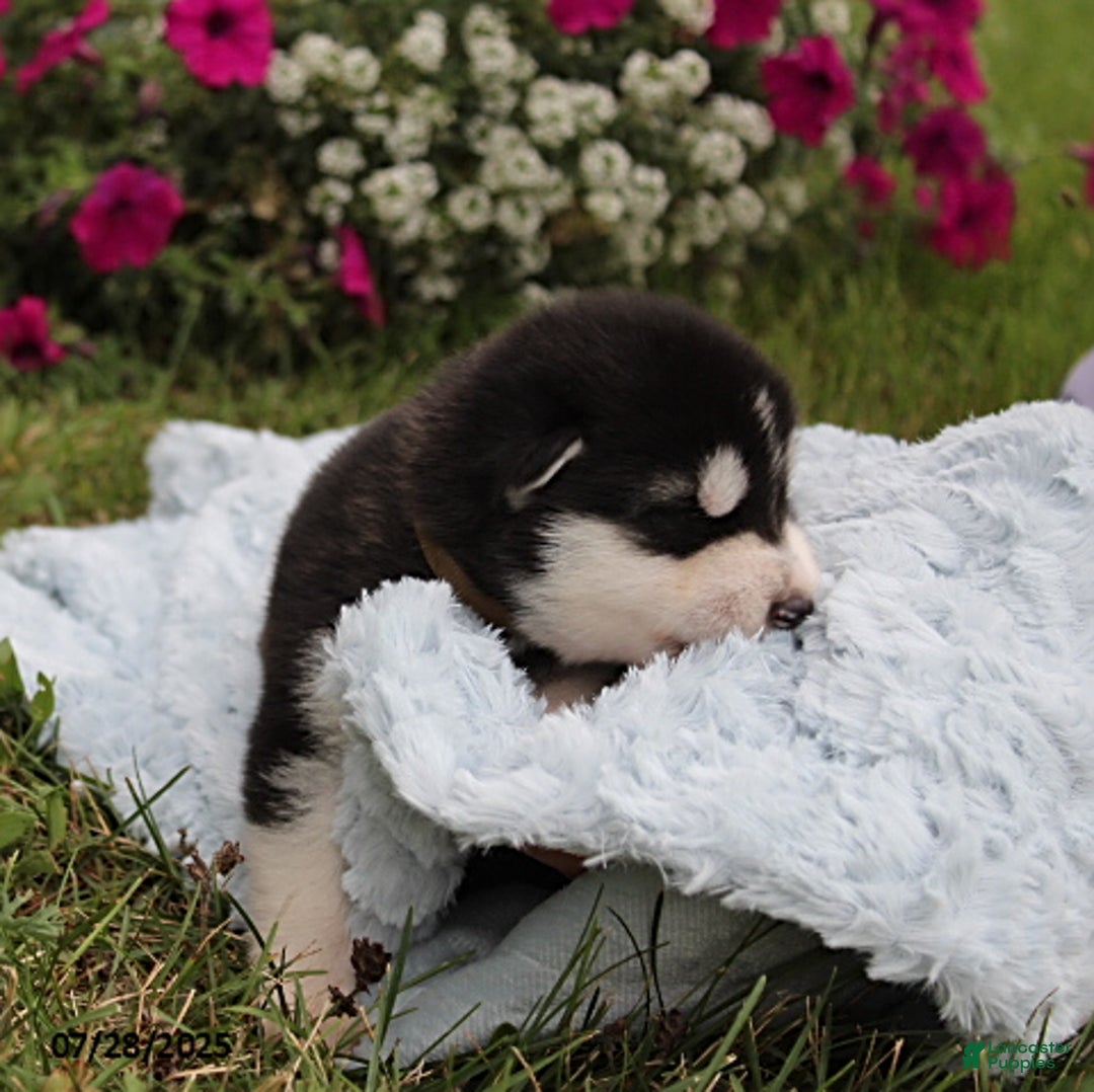 Alaskan Malamute dogs for sale: Ranger - Image 1