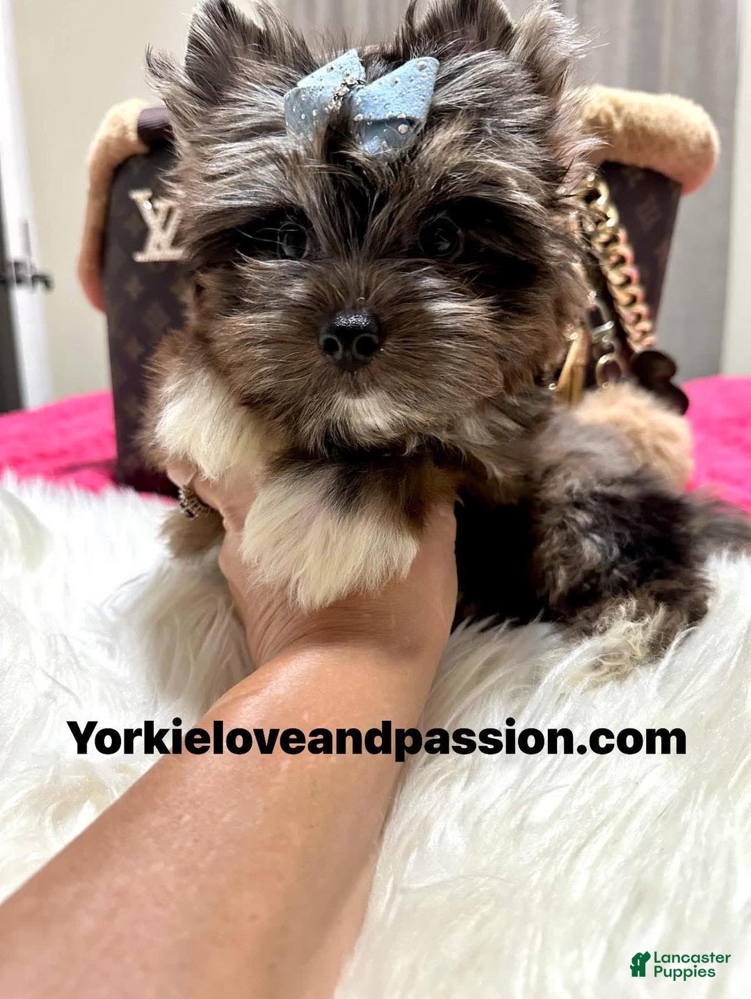 Yorkshire Terrier dogs for sale: Black Merle - Image 11