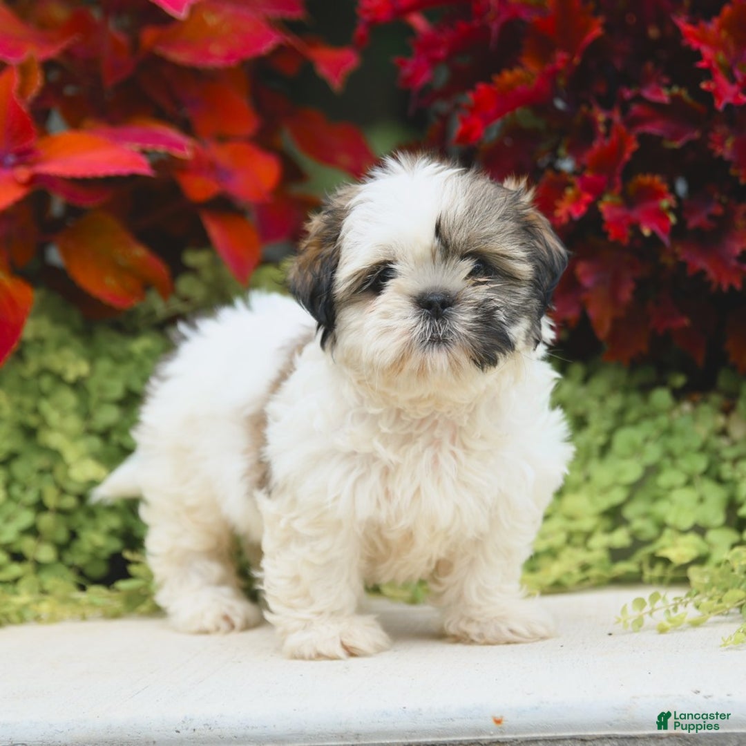 Shih Tzu dogs for sale: Genesis - Image 5