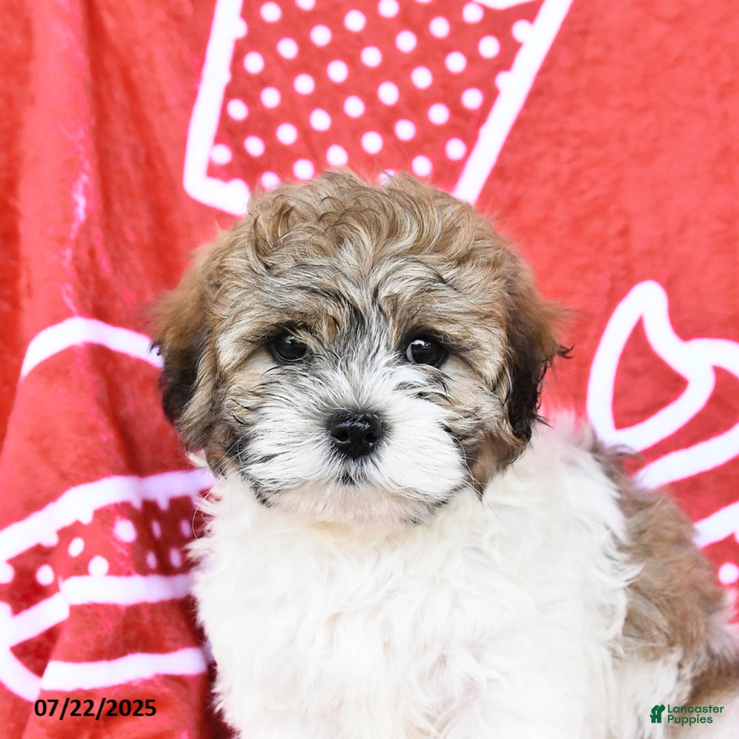 Teddy Bear dogs for sale: Hannes - Image 3