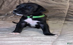 Great Dane dogs for sale: Black Male 3 - Image 2