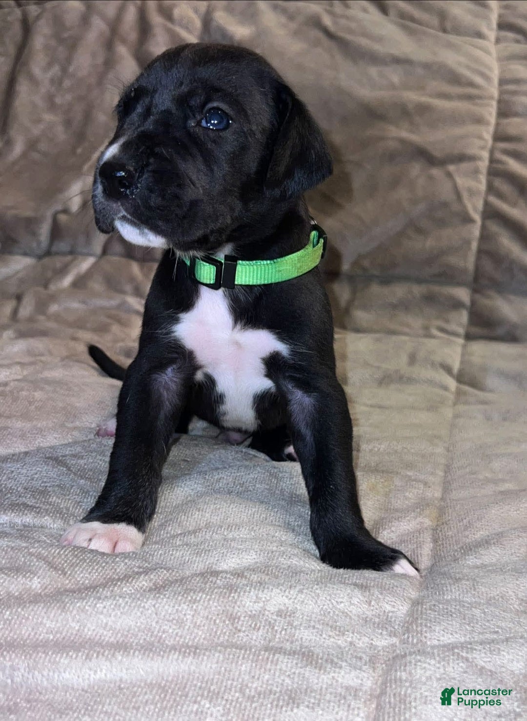 Great Dane dogs for sale: Black Male 3 - Image 2