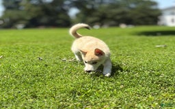 categoriesInfo:categoryAttributeOptions.pets.dogs.breed.akita dogs for sale: Champ - Image 8