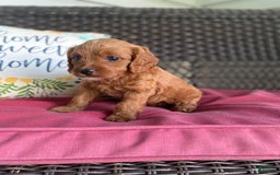 Cavapoo dogs for sale: Moose - Image 8