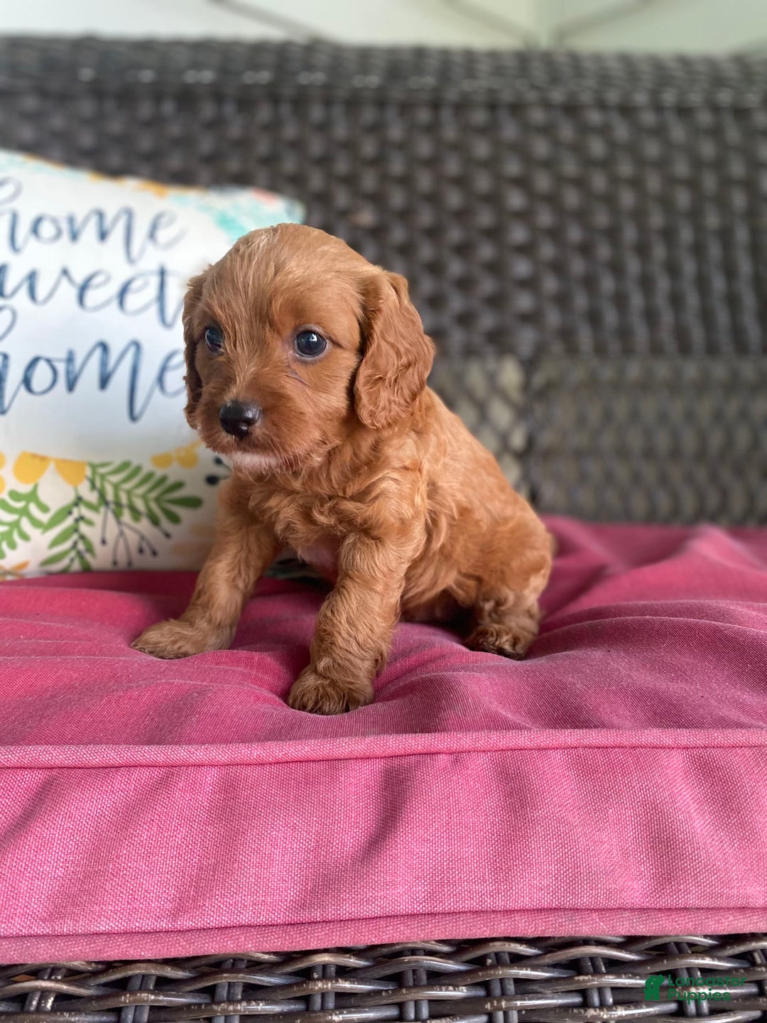 Cavapoo dogs for sale: Moose - Image 8