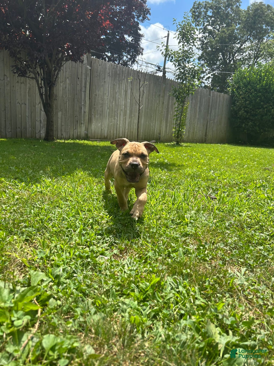American Bully dogs for sale: Enzo - Image 11