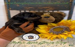 Mini Bernedoodle dogs for sale: Aelas Lime Green Boy - Image 10