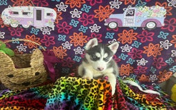Siberian Husky dogs for sale: Daisy - Image 1
