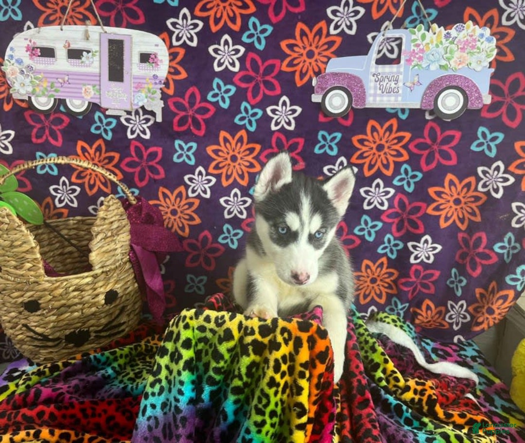 Siberian Husky dogs for sale: Daisy - Image 1