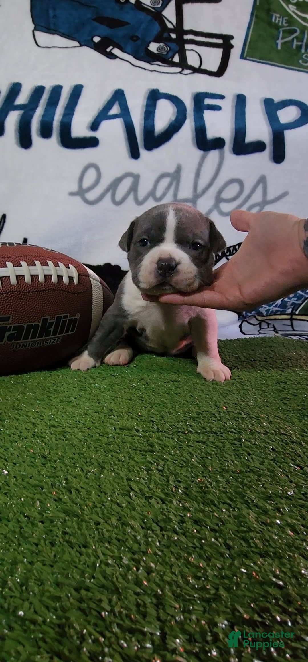 American Bully dogs for sale: Nova - Image 11