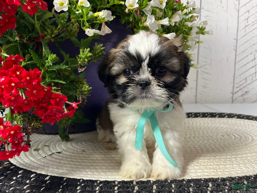 Shih Tzu dogs for sale: Brutus - Image 2