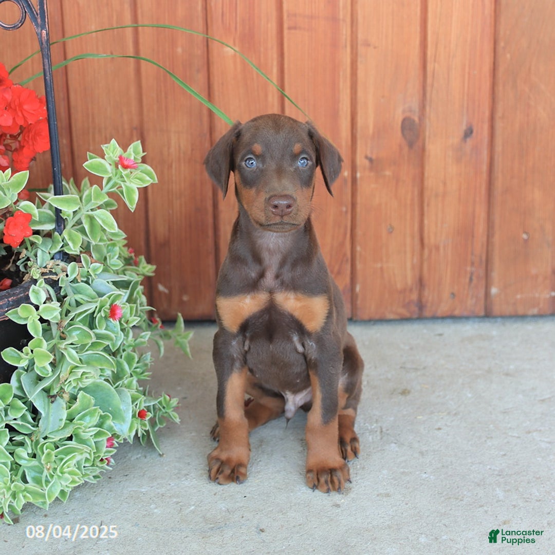 Doberman Pinscher dogs for sale: Diesel - Image 2