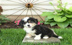 Mini Bernedoodle dogs for sale: Poppy - Image 7