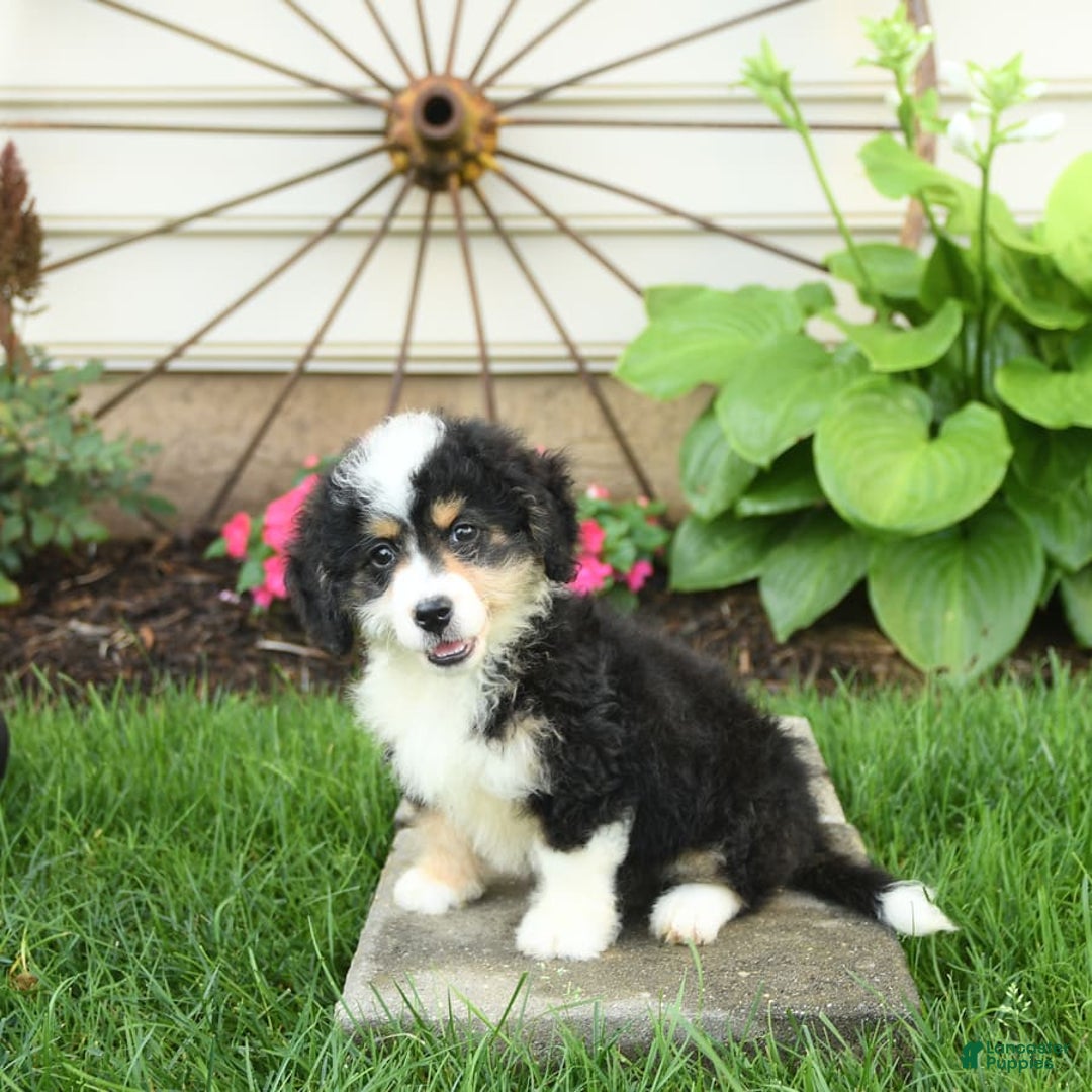 Mini Bernedoodle dogs for sale: Poppy - Image 7