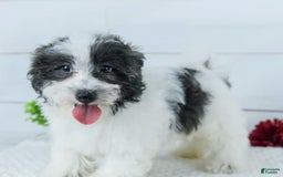 Havanese dogs for sale: Snickers - Image 1