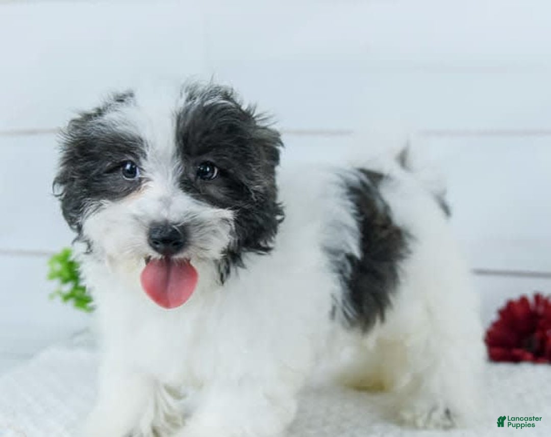 Havanese dogs for sale: Snickers - Image 1