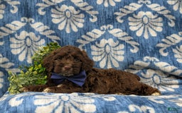 Cockapoo dogs for sale: Mason - Image 4