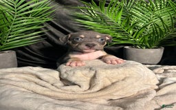 American Bully dogs for sale: Rosey - Image 3