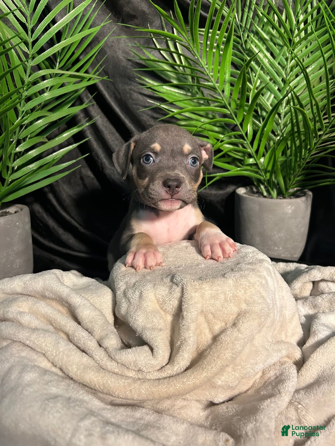 American Bully dogs for sale: Rosey - Image 3