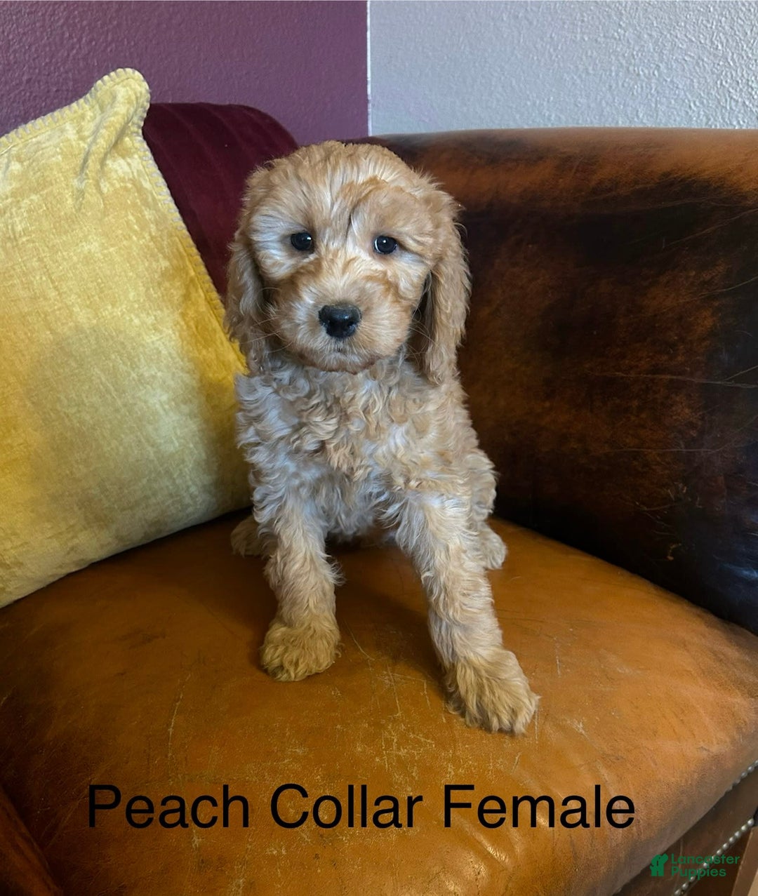 Goldendoodle dogs for sale: Peach Collar Female - Peaches - Image 2