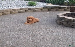 Bichpoo dogs for sale: Benson - Image 19