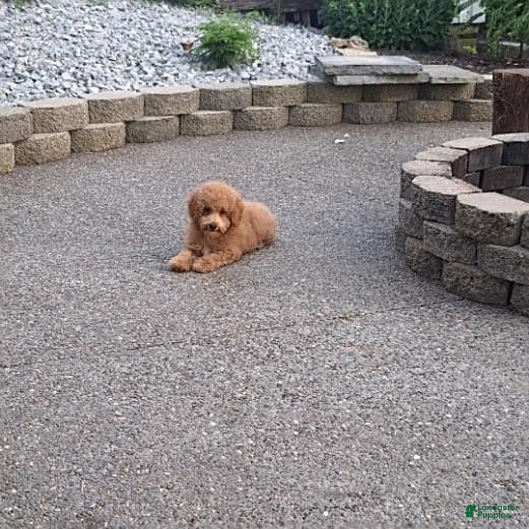 Bichpoo dogs for sale: Benson - Image 19