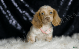 Miniature Dachshund dogs for sale: Lizzie - Image 1