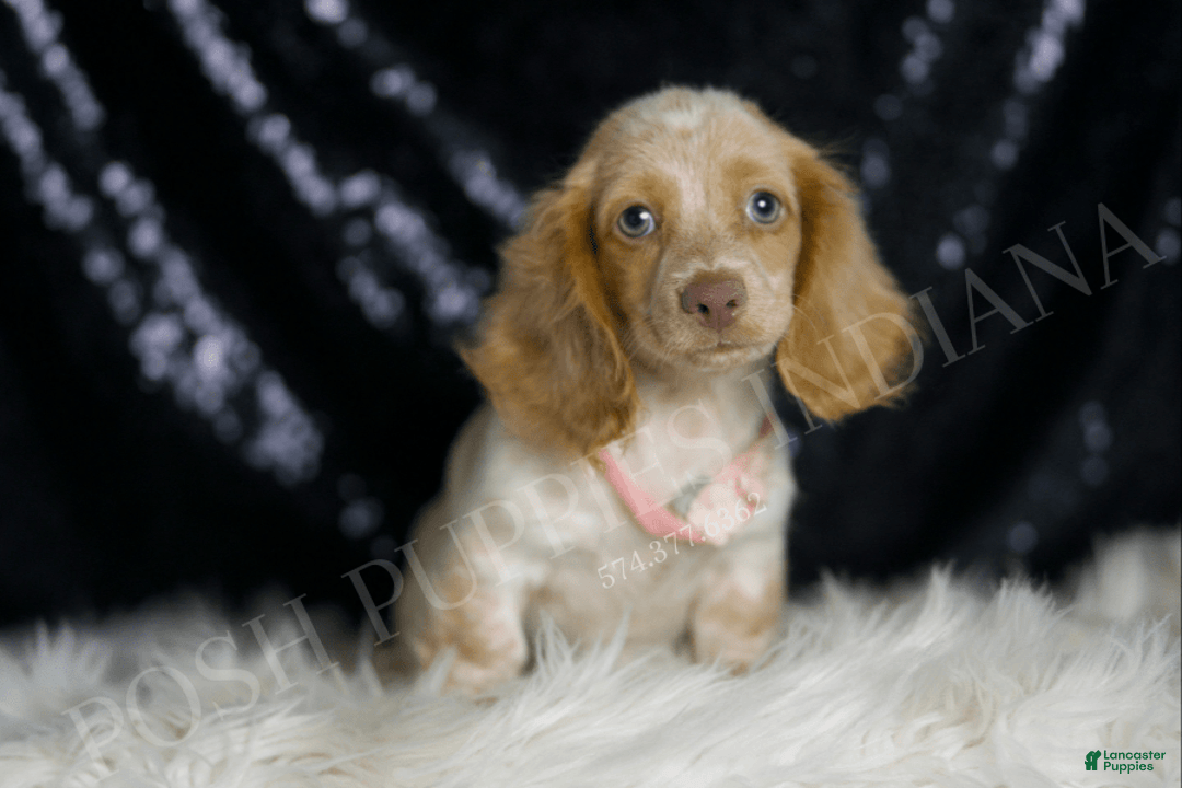 Miniature Dachshund dogs for sale: Lizzie - Image 1