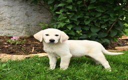 Maremma Sheepdog dogs for sale: Everett - Image 2