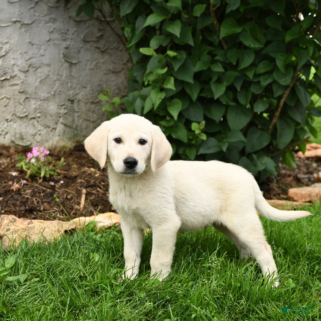 Maremma Sheepdog dogs for sale: Everett - Image 2