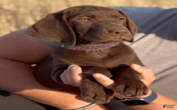 Labrador Retriever dogs for sale: Caramel - Image 2